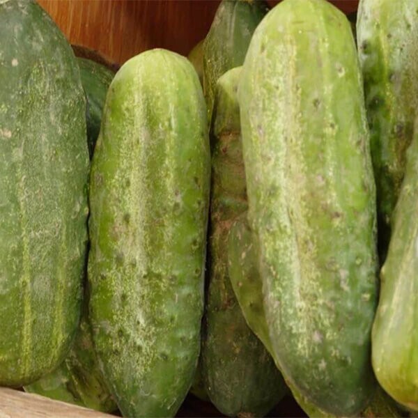 West Coast Seeds Cucumber Seeds